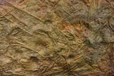 Silurian Fossil Crinoid (Scyphocrinites) Plate - Morocco #148556-1